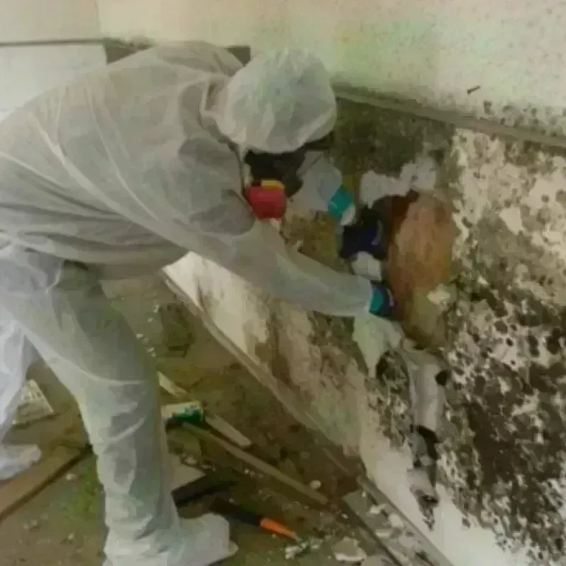 Mold Remediation and Removal in Glendale, AZ